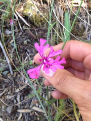 Clarkia concinna