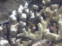 Labroides pectoralis