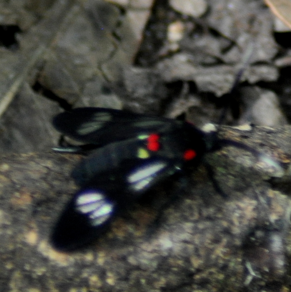 Phoeniostacta haematobasis