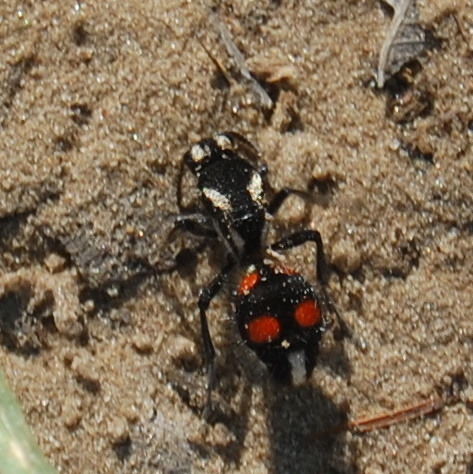 Traumatomutilla bivittata