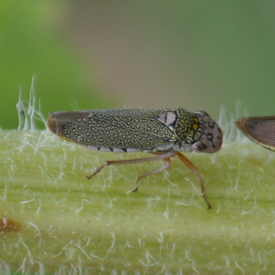 Molomea flavolimbata