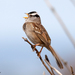 Puget Sound White-crowned Sparrow - Photo (c) Ryan Shaw, some rights reserved (CC BY-NC)