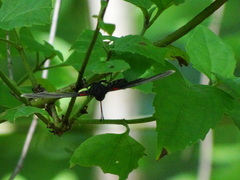 Melanis cephise