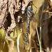 Paddle-tailed Darner - Photo (c) Cameron Eckert, some rights reserved (CC BY-NC), uploaded by Cameron Eckert
