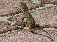Ctenosaura pectinata