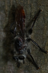 Andrenosomatini