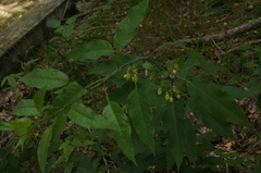 Solanum glaucescens
