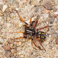 Habronestes hunti