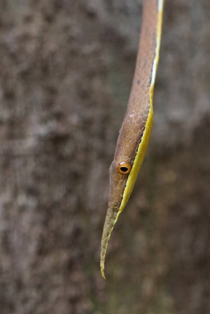 Malagasy Leaf-nosed Snakes