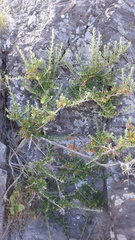 Rhagodia candolleana