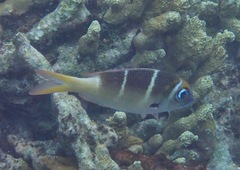 Monotaxis heterodon