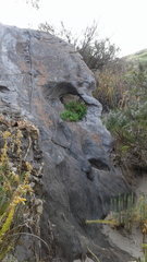 Rhagodia candolleana