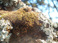 Syntrichia antarctica
