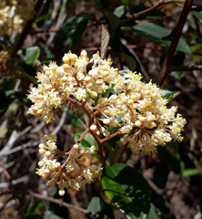 Pomaderris hamiltonii