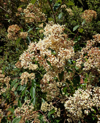 Pomaderris hamiltonii