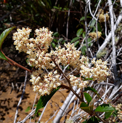 Pomaderris hamiltonii