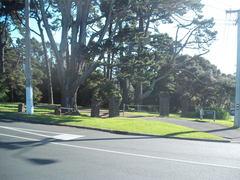 Syntrichia antarctica