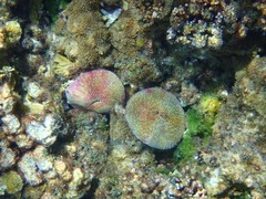 Fungia fungites