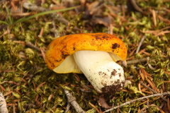 Russula aurea
