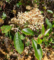 Pomaderris hamiltonii