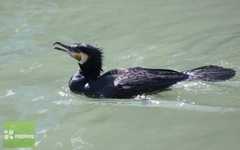 Phalacrocorax carbo