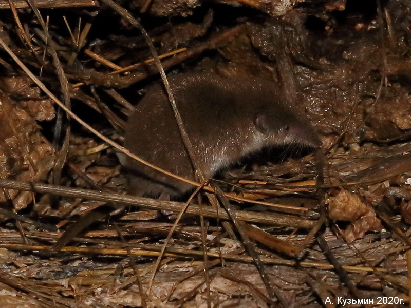 Малая белозубка (Crocidura suaveolens)