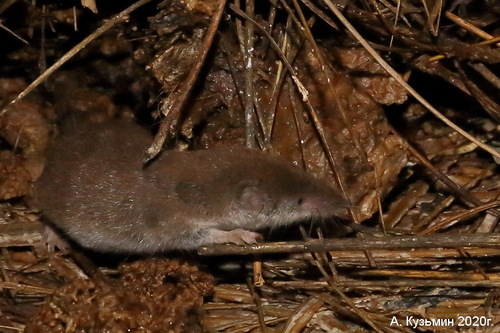 Eastern Lesser White-toothed Shrew