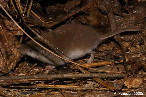 Eastern Lesser White-toothed Shrew