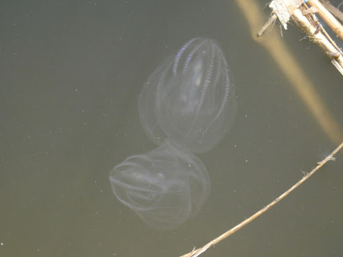 Mnemiopsis leidyi