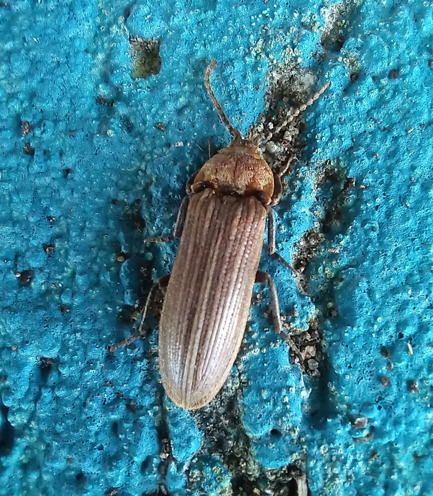 Cyathodera lanugicollis