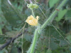 Cucumis metuliferus image