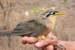 Morococcyx erythropygus