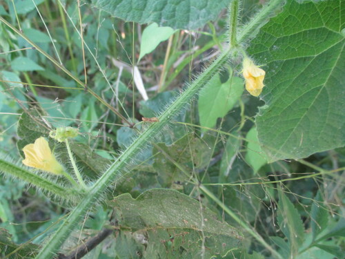 Image of Cucumis metuliferus by no rights reserved