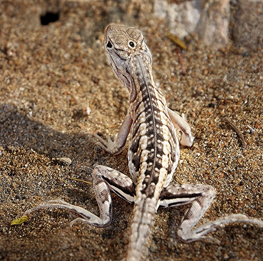 Madagascar iguana