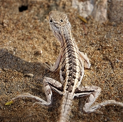 Madagascar Iguana photo 2