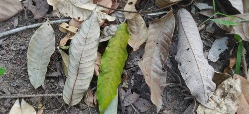 Image of Knema attenuata by (c) T R Shankar Raman, some rights reserved (CC BY)