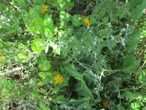 Image of Momordica kirkii by no rights reserved