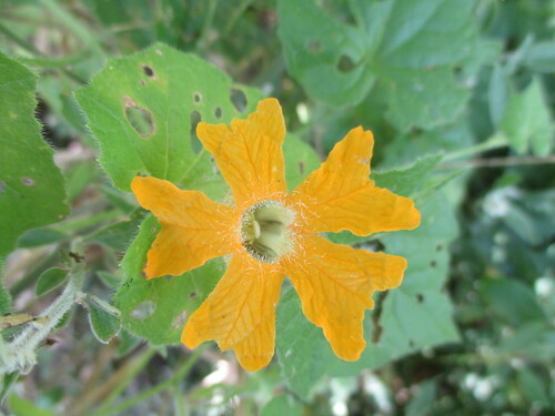 Image of Momordica kirkii by no rights reserved