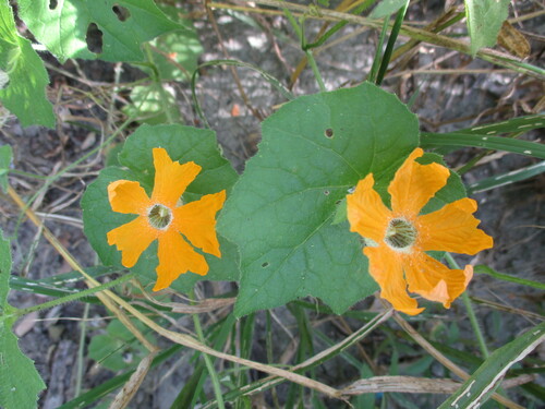 Image of Momordica kirkii by no rights reserved