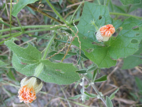 Image of Momordica kirkii by no rights reserved