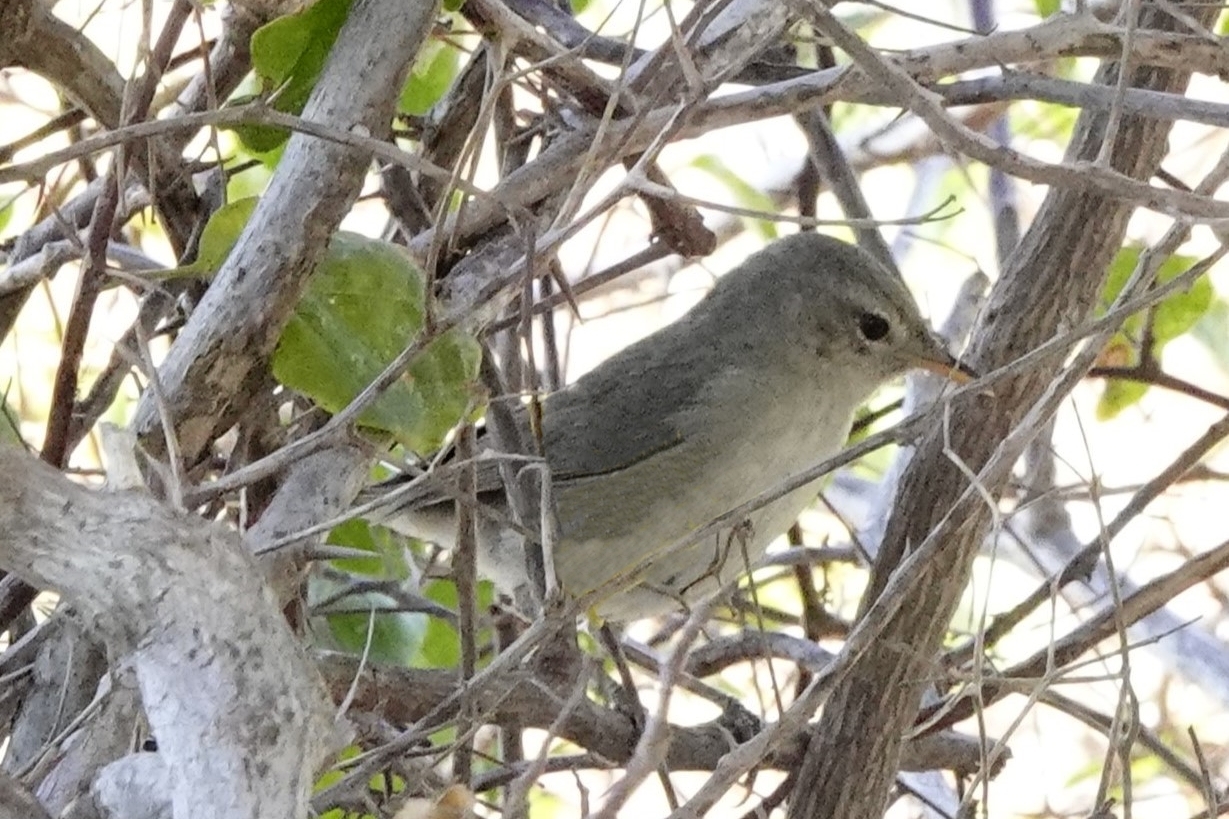 Subdesert Brush Warbler (Nesillas lantzii), photo 9