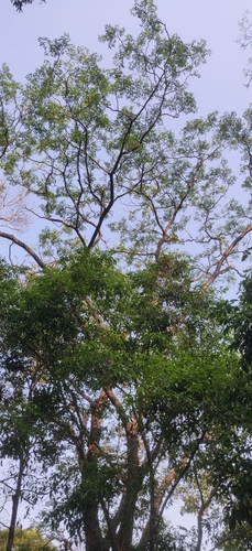 Melia dubia (Melia dubia)