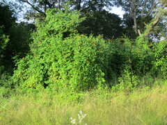 Tithonia rotundifolia image