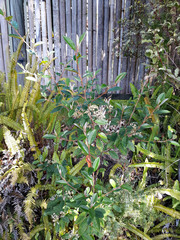 Pomaderris hamiltonii