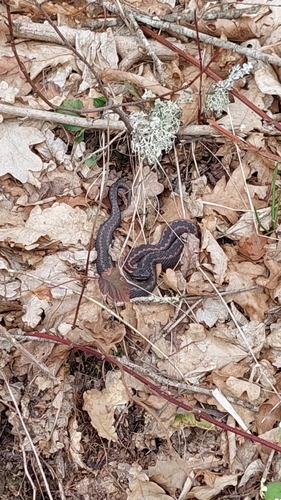 Caucasian Viper