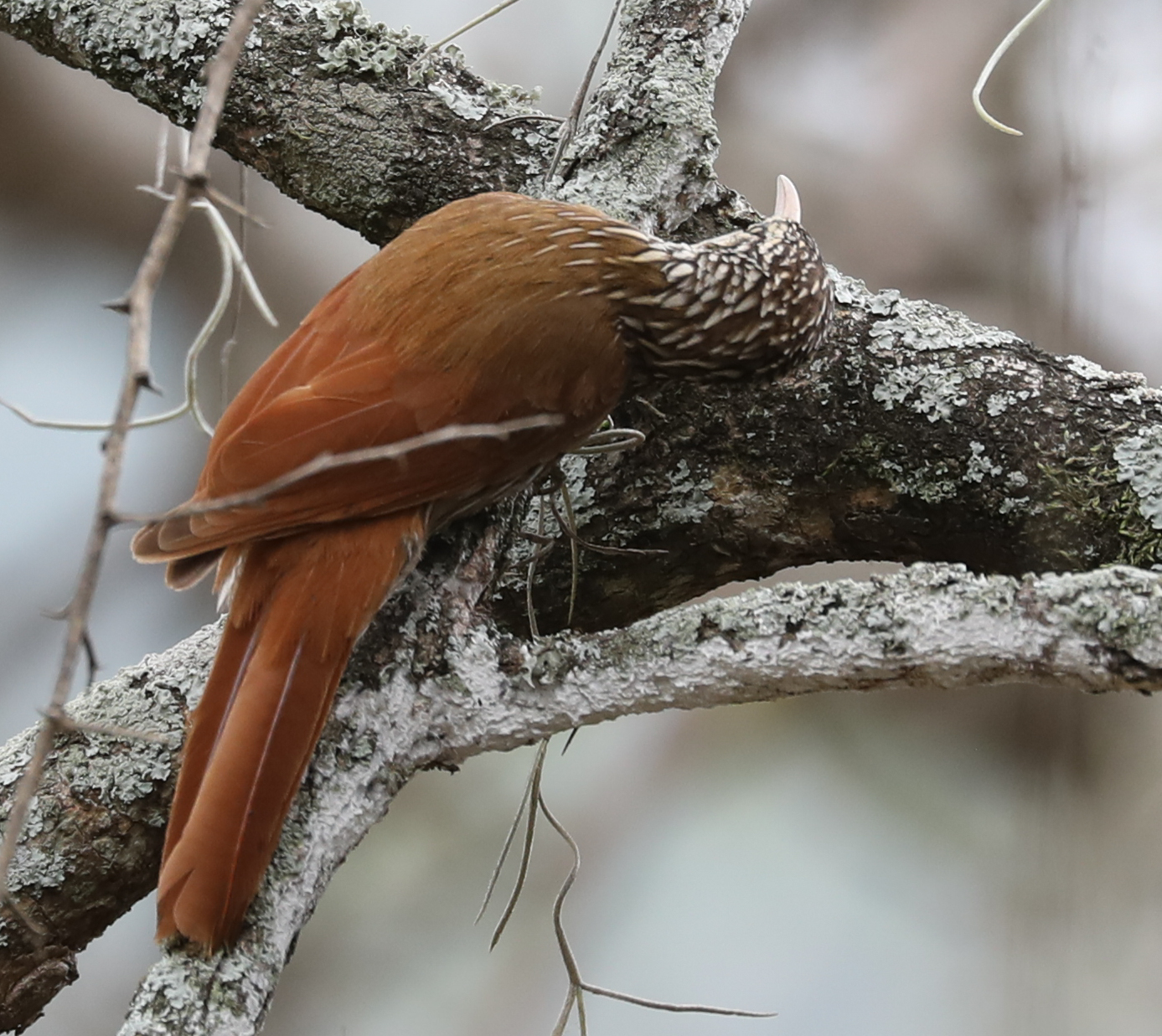 Lepidocolaptes souleyetii image