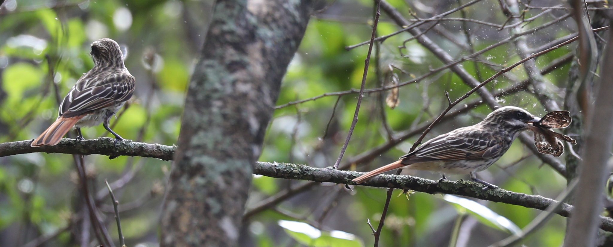 Myiodynastes maculatus image