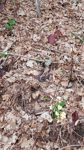 Caucasian Viper