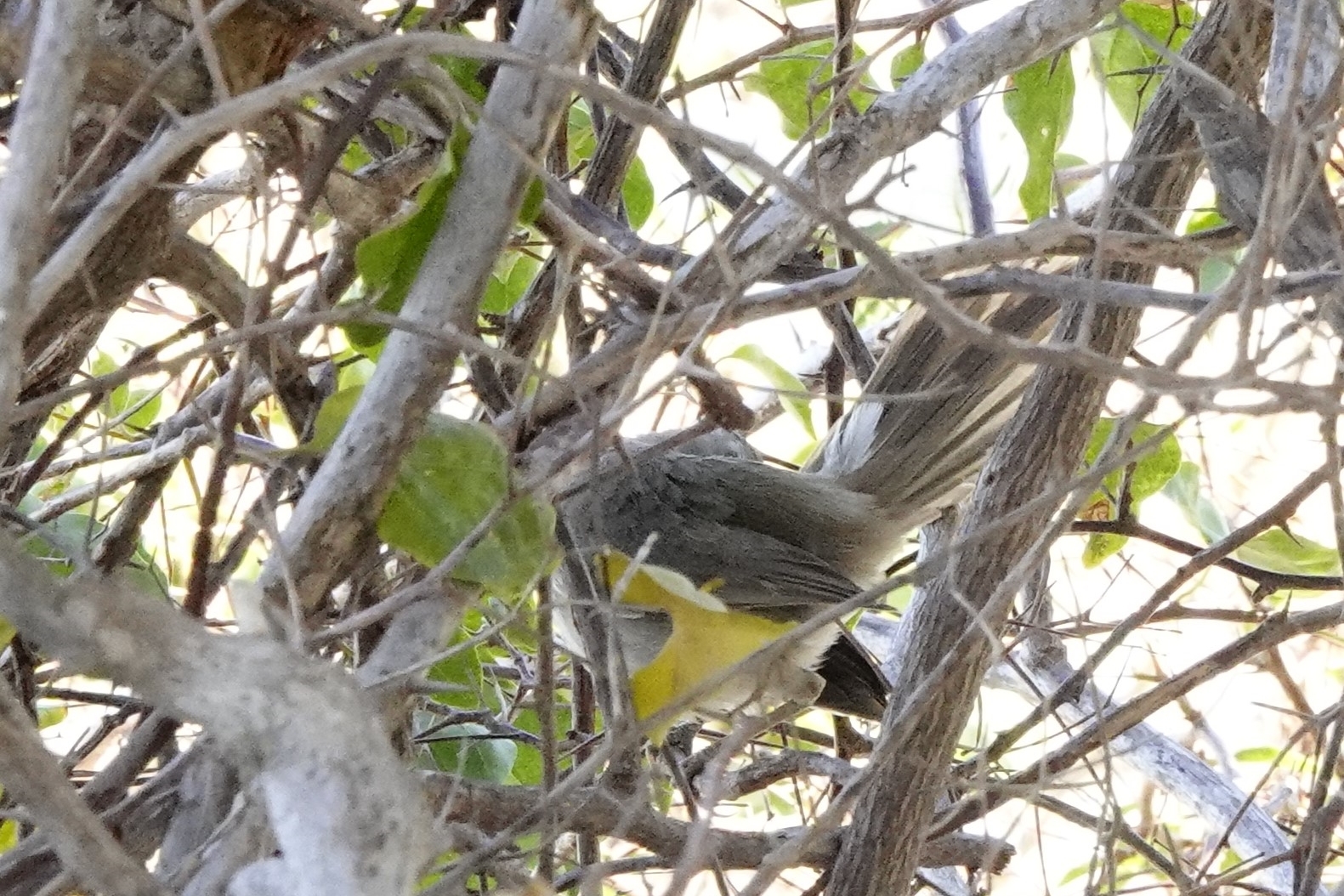 Subdesert Brush Warbler (Nesillas lantzii), photo 10
