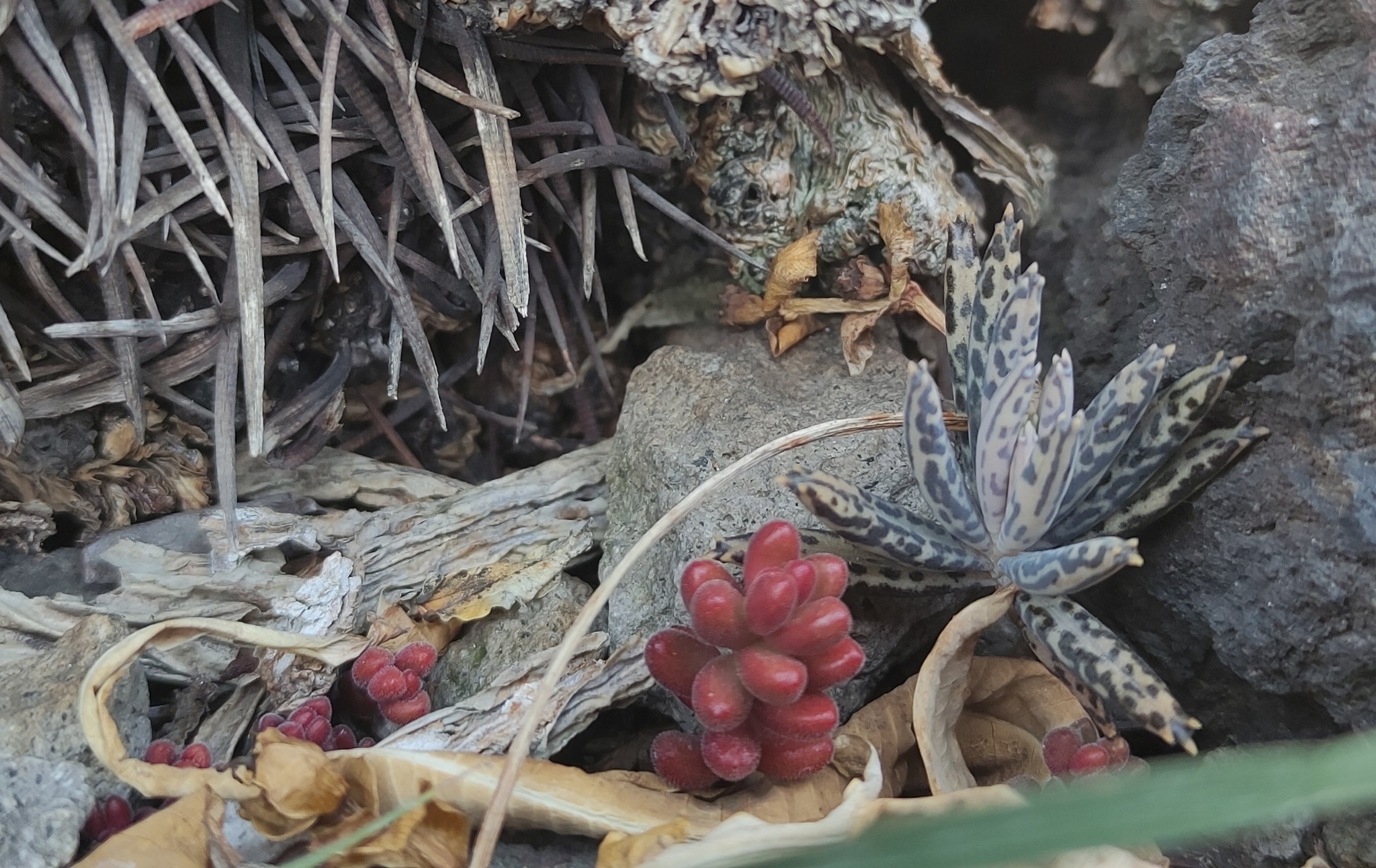 Imagem de Sedum stahlii é popularmente conhecida como "suculenta"